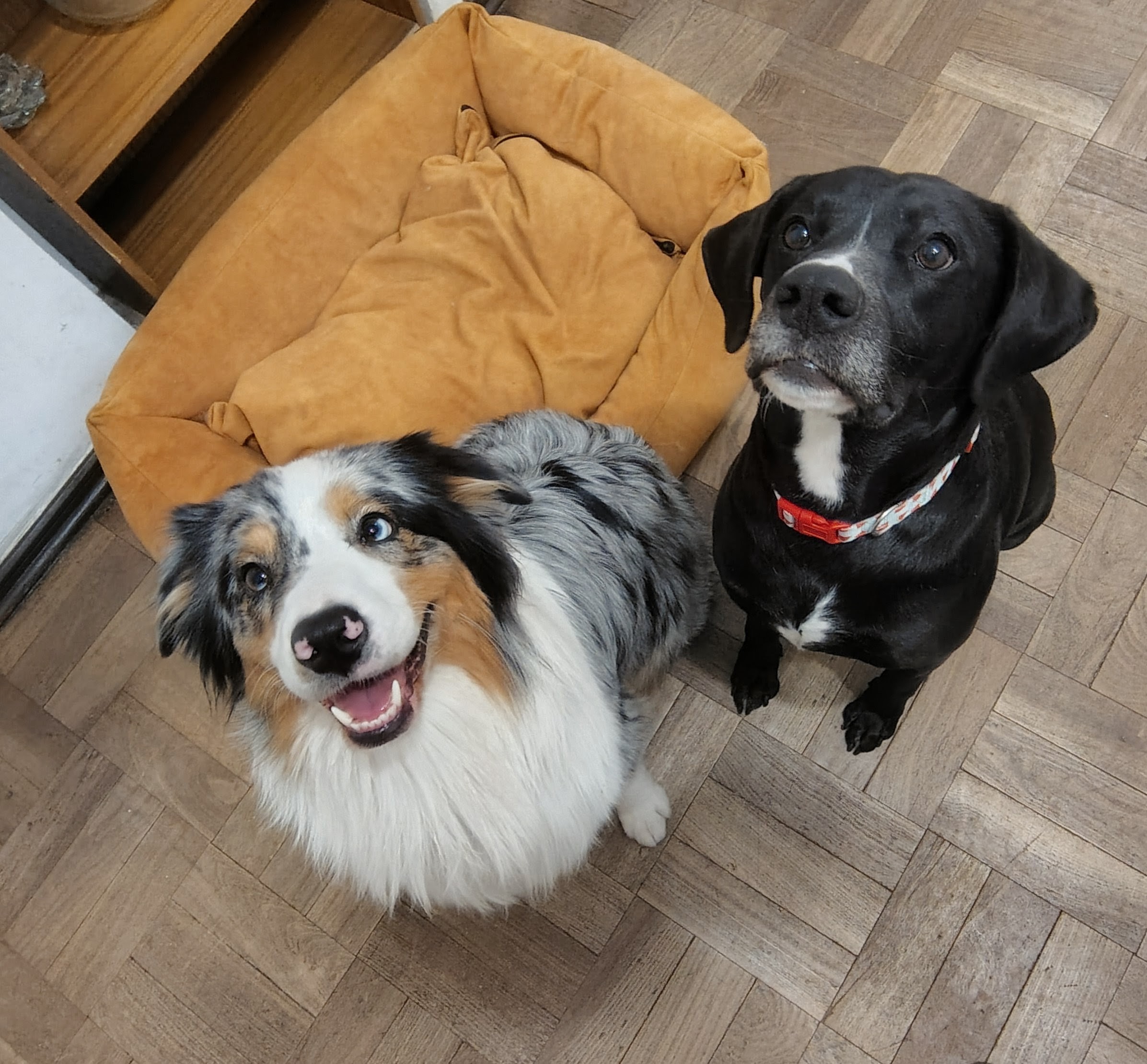 Dos pacientes caninos de RGVET mirando a cámara